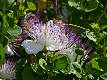 Ilustracja rośliny kapary cierniste