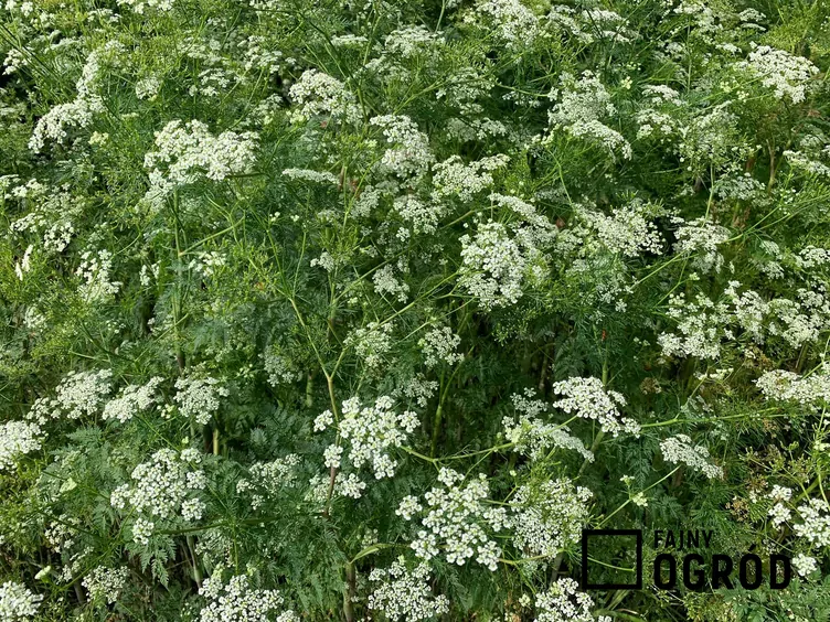 Kozieradka pospolita