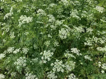 Kminek zwyczajny - zdjęcie 2