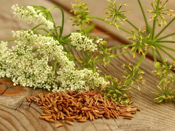 Kminek zwyczajny - zdjęcie 3