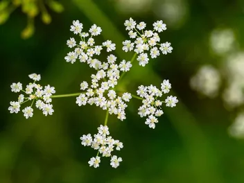 Kminek zwyczajny - zdjęcie 4