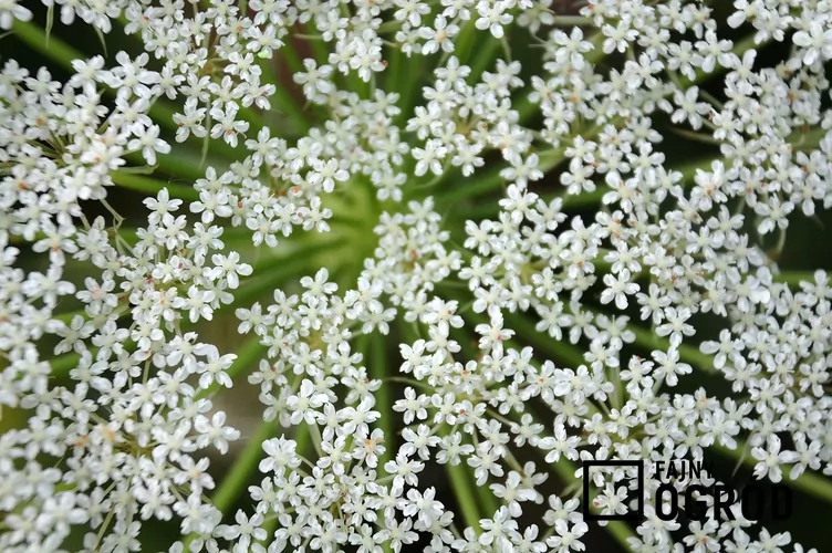 Kminek zwyczajny - zdjęcie 5