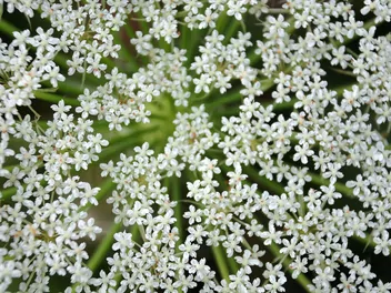 Kminek zwyczajny - zdjęcie 5