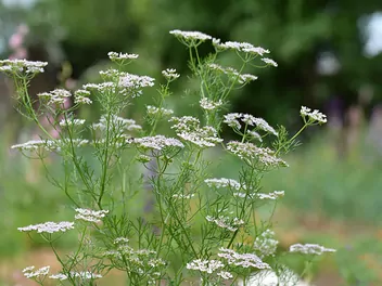 Ilustracja rośliny kminek zwyczajny