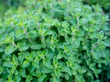 Lebiodka majeranek - zdjęcie 2