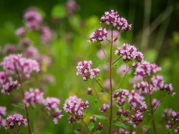 Lebiodka majeranek - zdjęcie 3