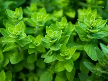 Lebiodka majeranek - zdjęcie 4