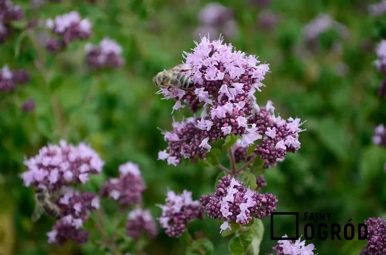 Lebiodka majeranek - zdjęcie 5 Lebiodka majeranek - zdjęcie 5