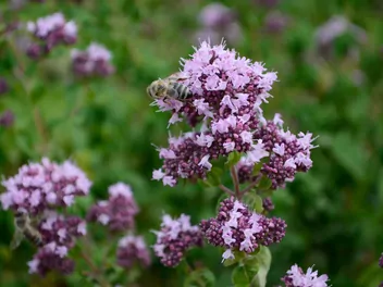 Lebiodka majeranek - zdjęcie 5