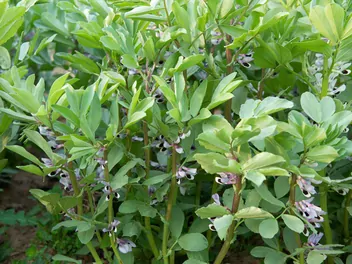 Wyka bób - zdjęcie 2