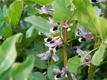 Wyka bób - zdjęcie 3