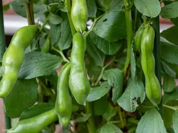 Wyka bób - zdjęcie 4