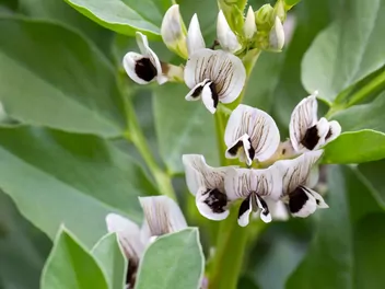 Wyka bób - zdjęcie 5