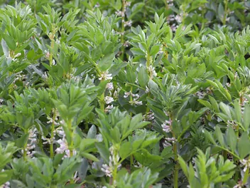 Ilustracja rośliny wyka bób