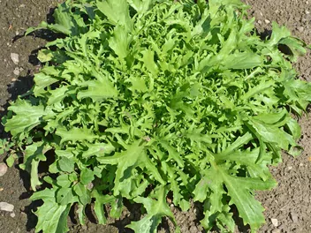 Cykoria endywia - zdjęcie 2