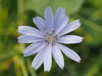 Cykoria endywia - zdjęcie 3