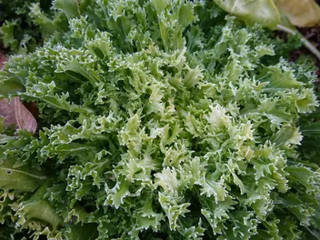 Cykoria endywia - zdjęcie 4