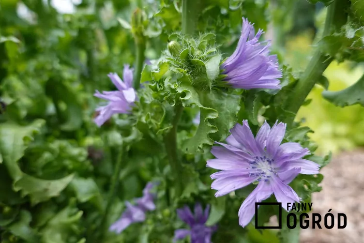 Cykoria endywia - zdjęcie 5