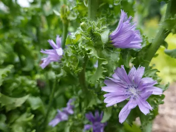 Cykoria endywia - zdjęcie 5