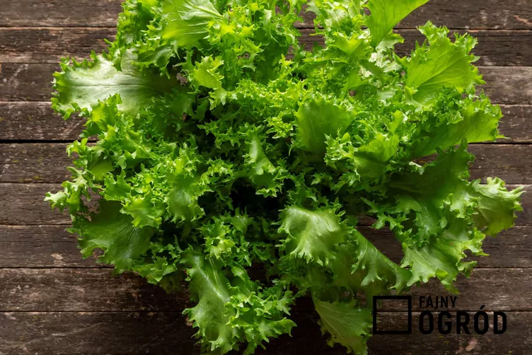 cykoria-1 Cykoria endywia