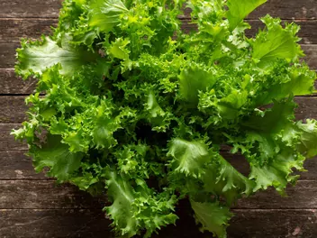 Zdjęcie ilustrujące cykoria endywia