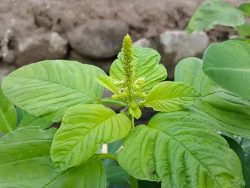 Szpinak warzywny - zdjęcie 2