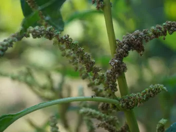 Szpinak warzywny - zdjęcie 3