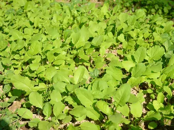 Szpinak warzywny - zdjęcie 4