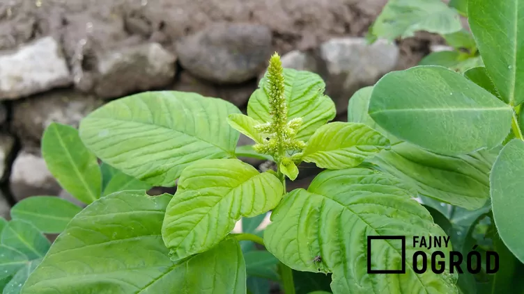 Szpinak warzywny - zdjęcie 5