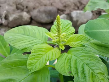 Szpinak warzywny - zdjęcie 5