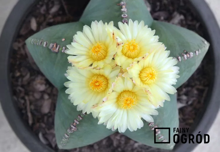 Astrofitum czapka biskupa