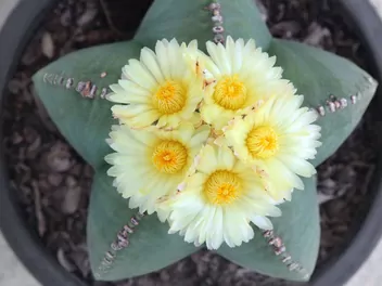 Astrophytum myriostigma - zdjęcie 2