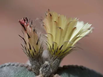 Astrophytum myriostigma - zdjęcie 3