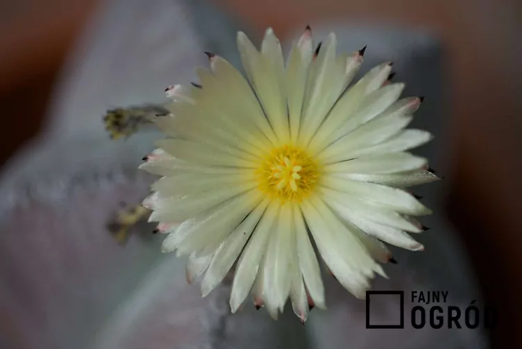 Astrophytum myriostigma