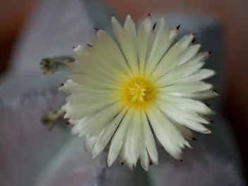 Astrophytum myriostigma - zdjęcie 4