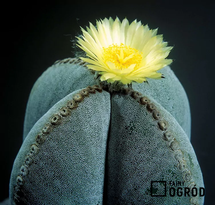 Astrophytum myriostigma - zdjęcie 5