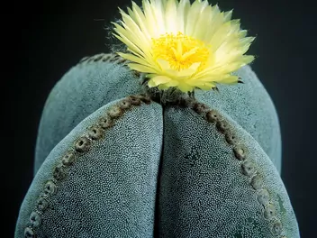 Astrophytum myriostigma - zdjęcie 5