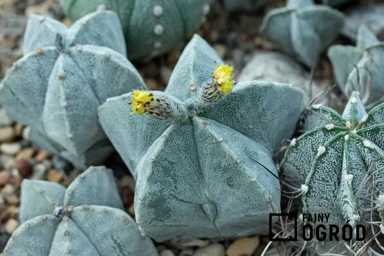 Astrophytum myriostigma