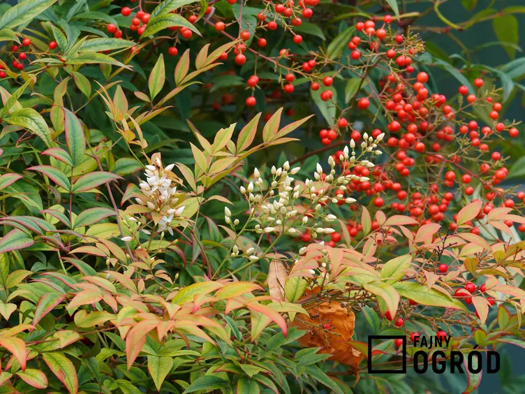 Nandina domowa