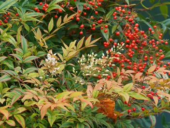 Ilustracja rośliny nandina domowa