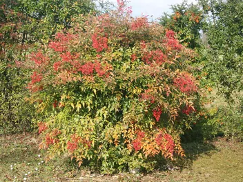 Nandina domowa - zdjęcie 2