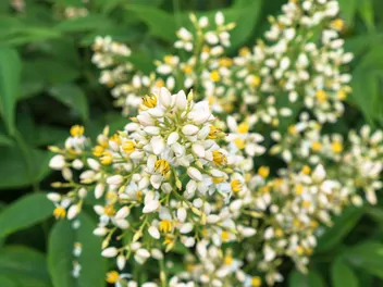 Nandina domowa - zdjęcie 3