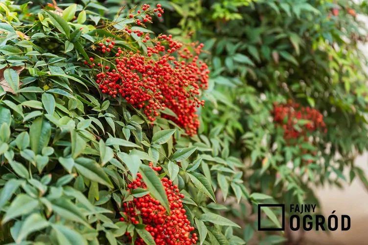 Nandina domowa