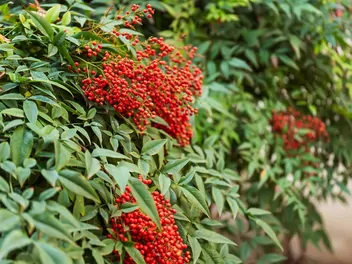 Nandina domowa - zdjęcie 4