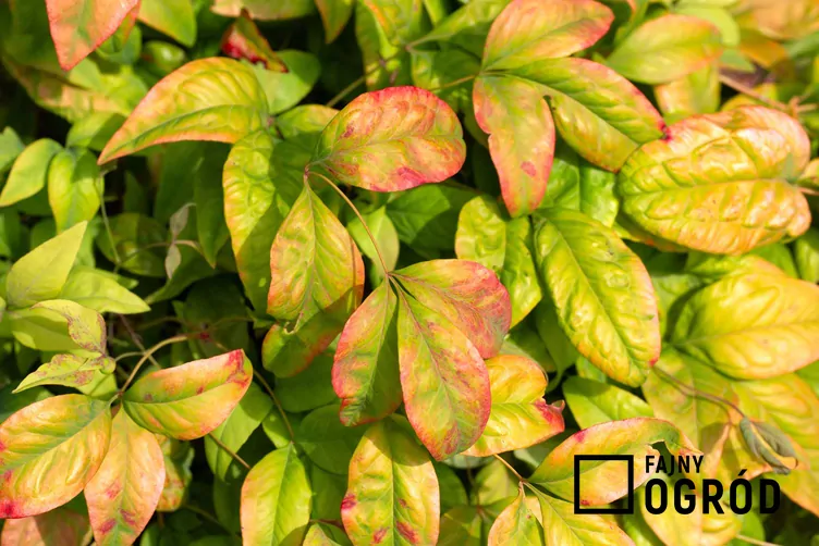 Nandina domowa - zdjęcie 5