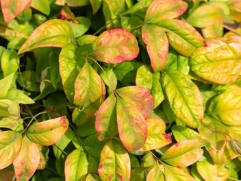 Nandina domowa - zdjęcie 5