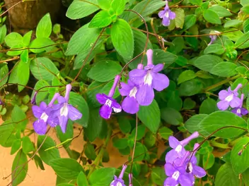 Ilustracja rośliny skrętnik górski