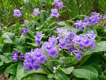 Skrętnik górski - zdjęcie 2