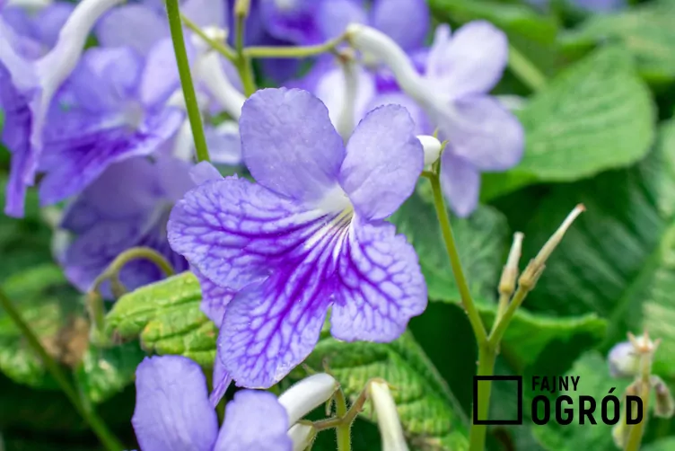 Fałszywy fiołek afrykański