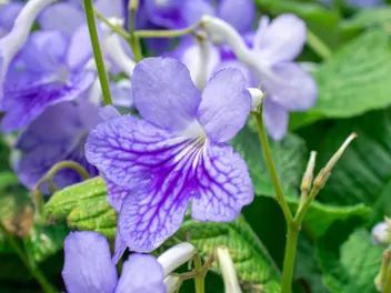 Skrętnik górski - zdjęcie 3